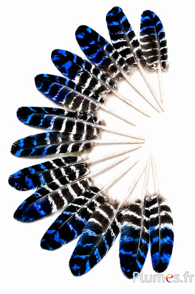 Truthahn - 10-15 cm - natur-blau